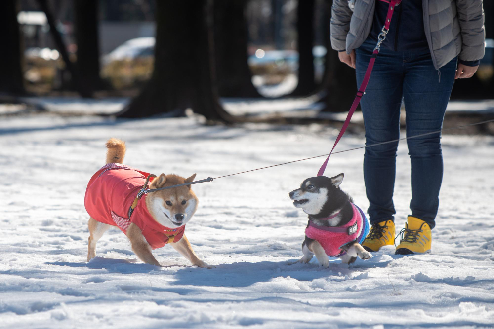 How-to-walk-on-ice-without-falling