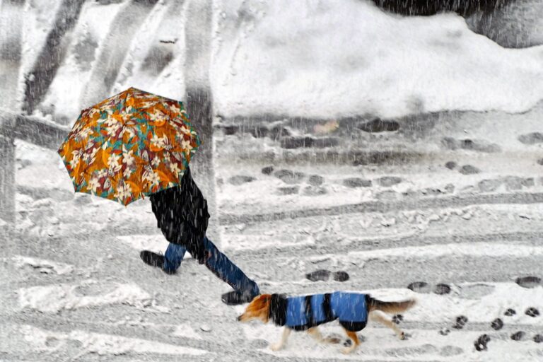 Slippery Path How Cat Litter Can Save The Day